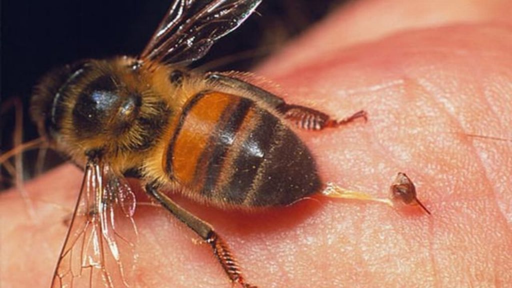 veneno de abeja