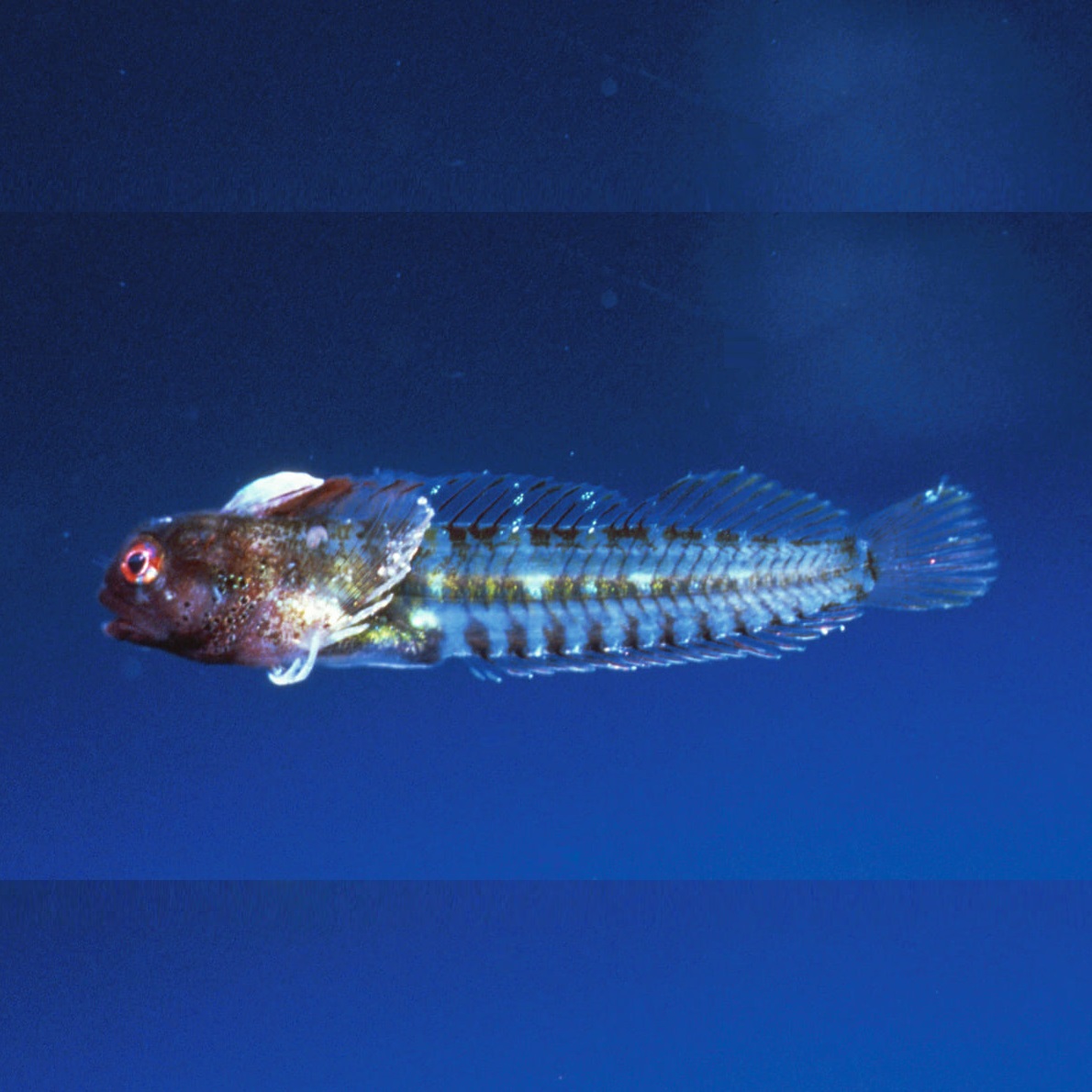 pez Coralliozetus clausus: