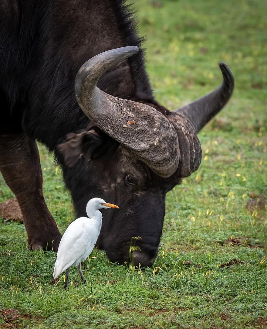 animales bufalo y garcilla
