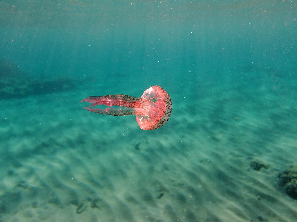 La medusa aguijón malva color rosa