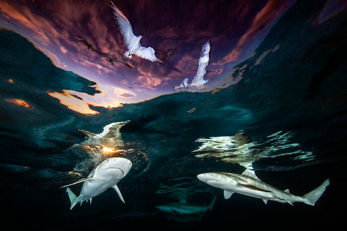 fotografía submarina Tragaluz de los tiburones