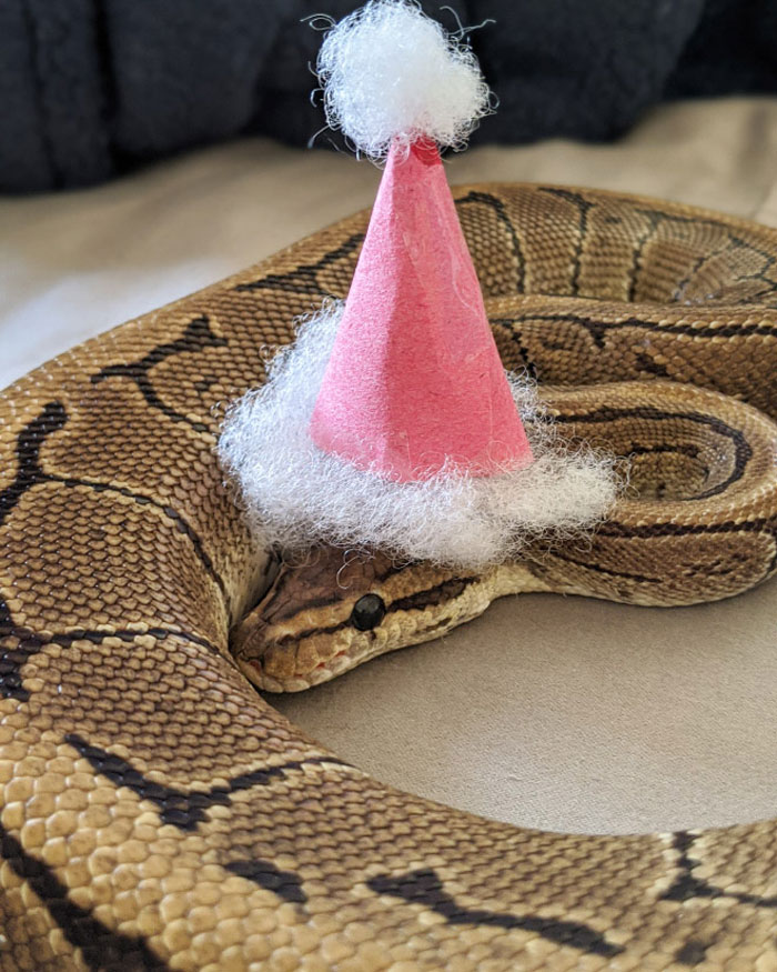 serpientes y sombreritos 