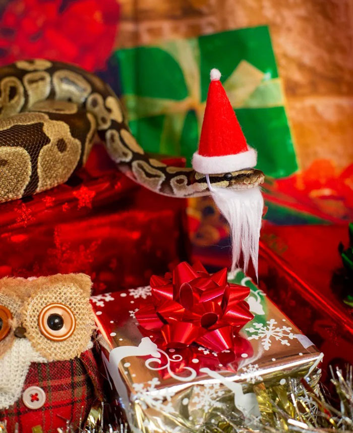 serpientes y sombreritos  navidad