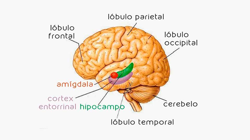El hipocampo