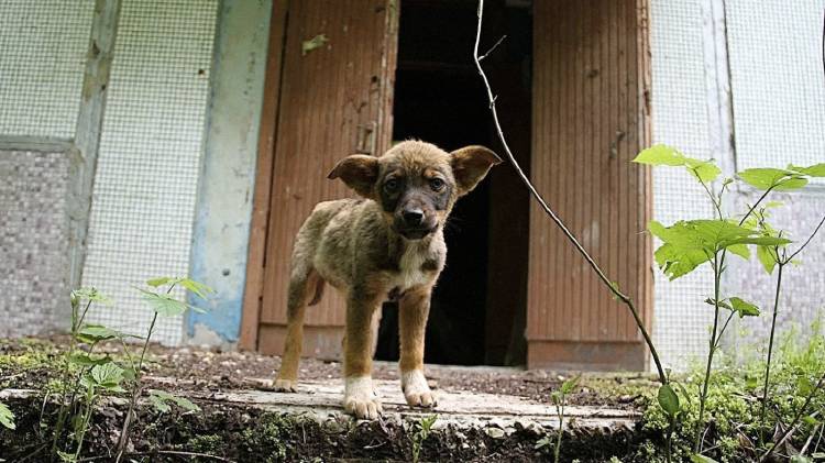 Los perros de Chernóbil