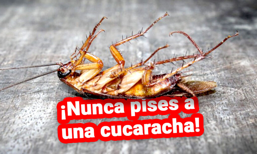 Nunca pises a una cucaracha