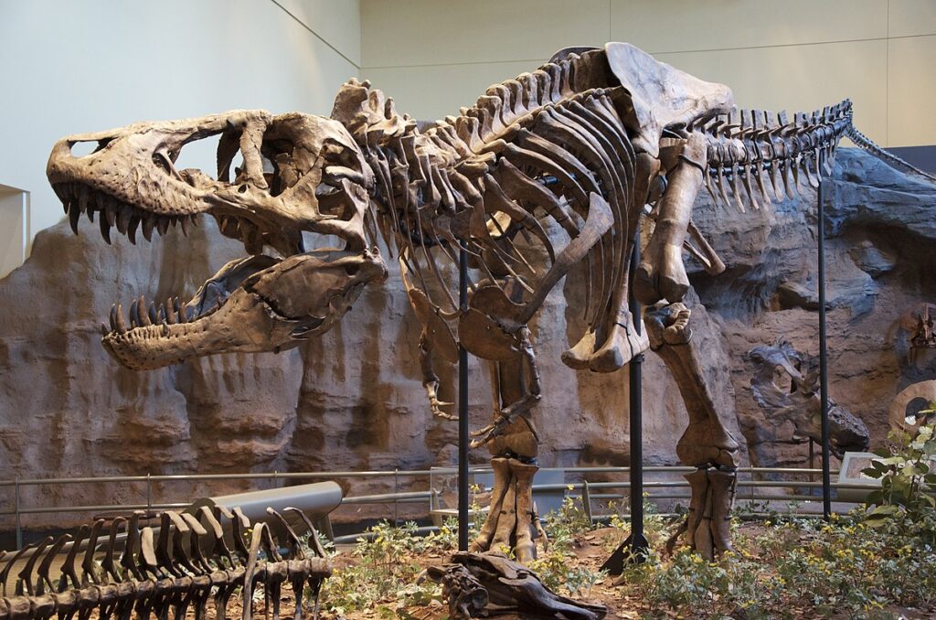 Tyrannosaurus Tiranosaurio rex esqueleto