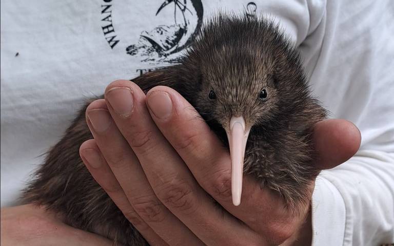 Kiwi Coast