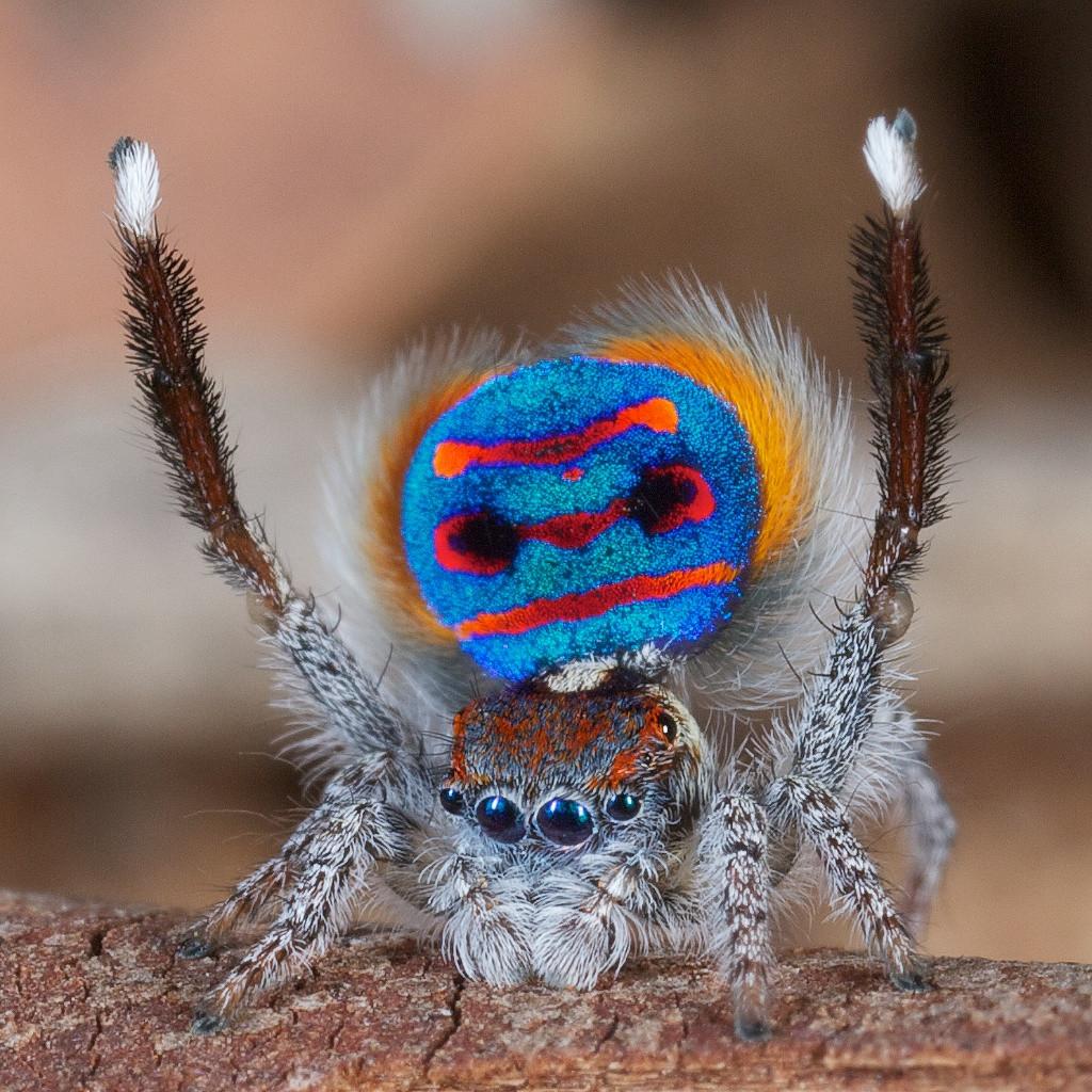 Araña pavo real: animales en tonos azules