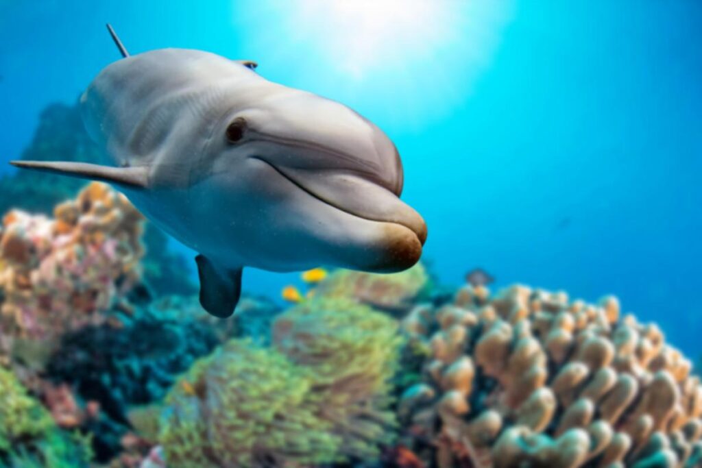 Delfines: belleza natural