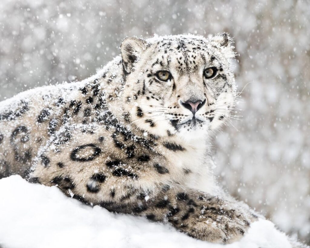 Leopardo de la nieve