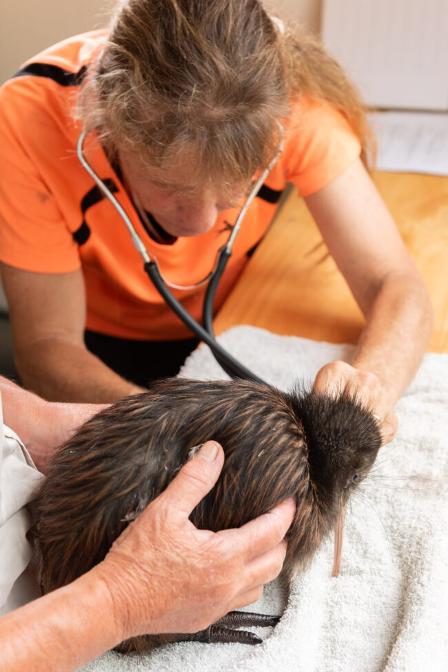 Kiwi Rehab Center, Splash, Kiwi Coast