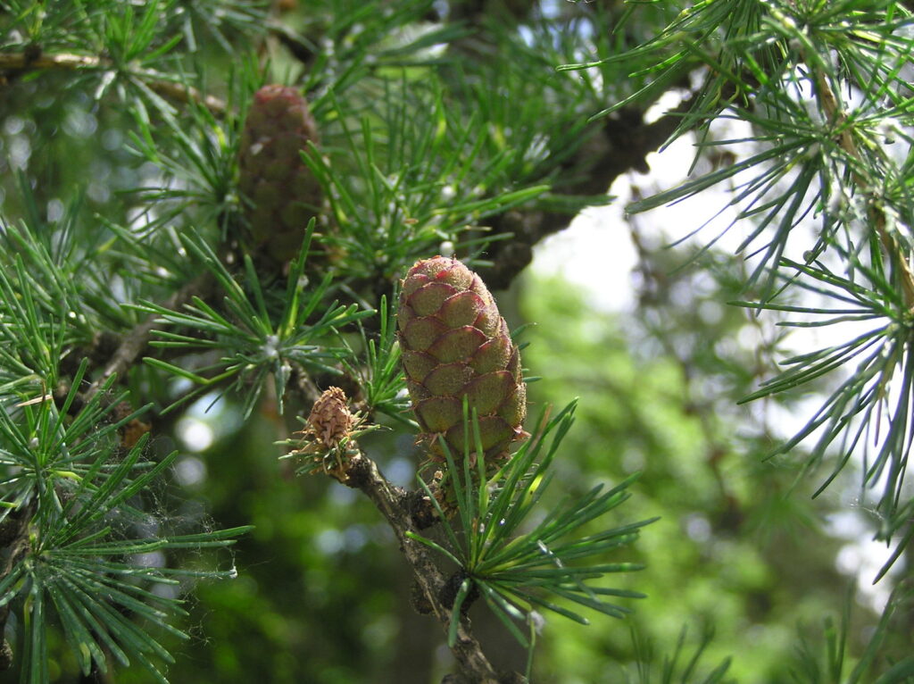 Larix sibirica