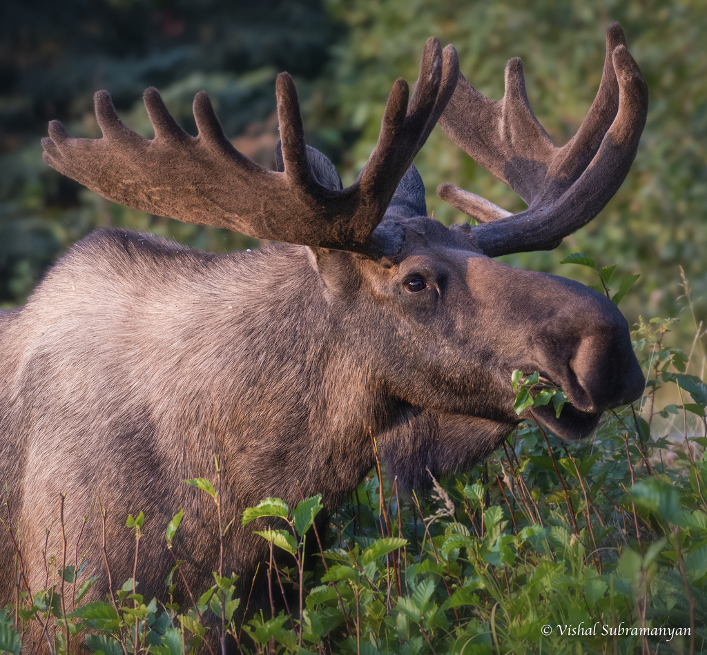 Alces alces: fauna de la taiga