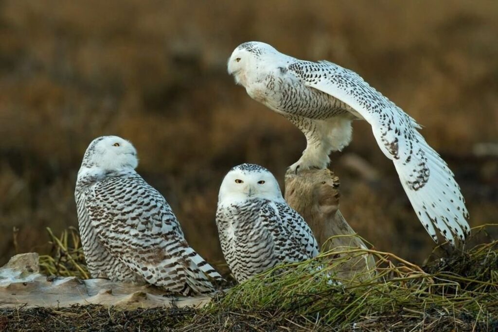 Bubo scandiacus