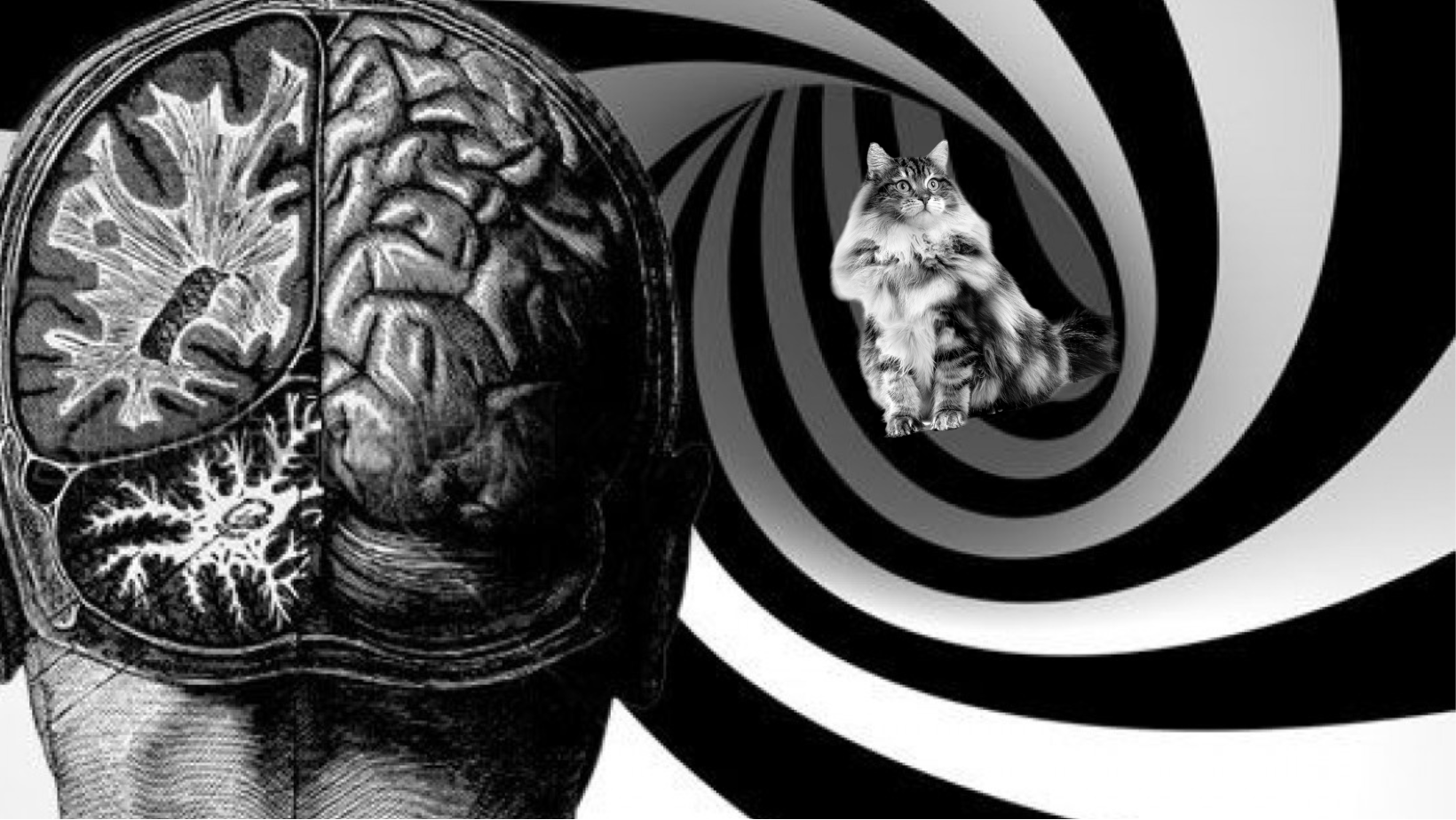 Relación entre esquizofrenia y los gatos