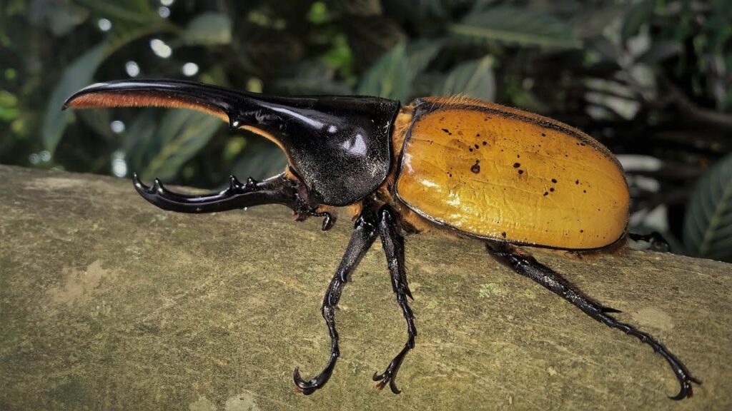 Los insectos más grandes del mundo: Dynastes hercules