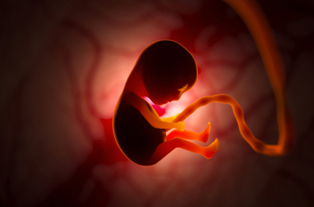 Placenta defiende las células embrionarias 