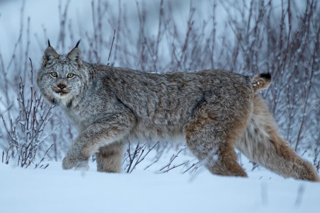 Lynx lynx