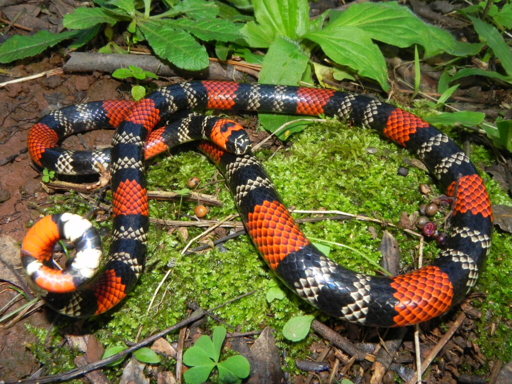Serpientes coloridas: Micrurus frontalis