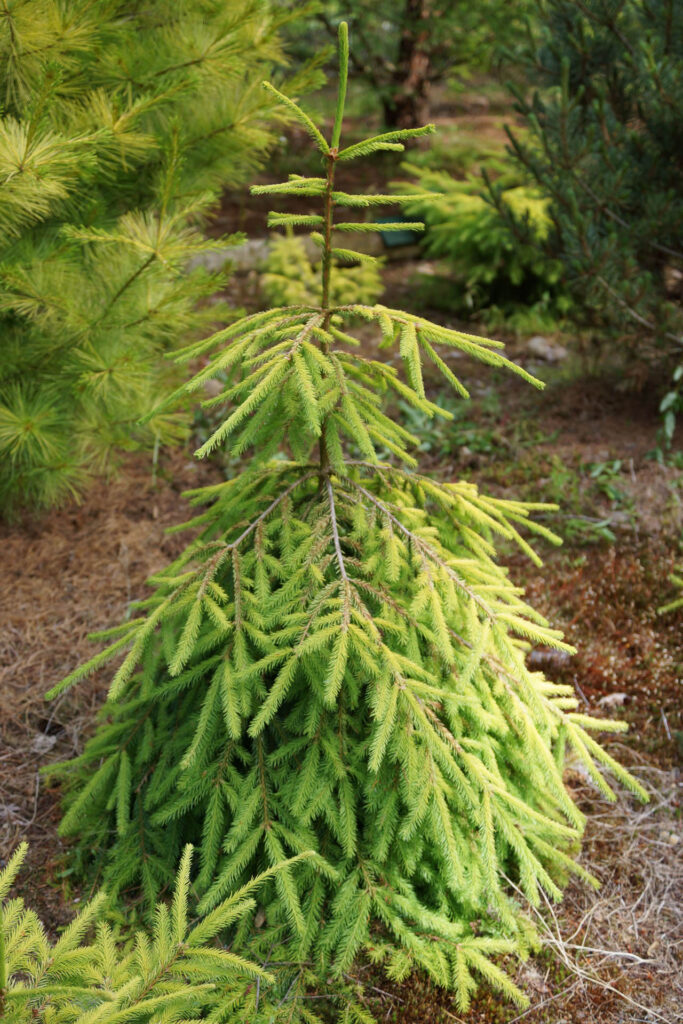 Flora de la taiga: Picea abies