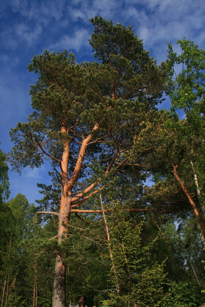 Pinus sylvestris