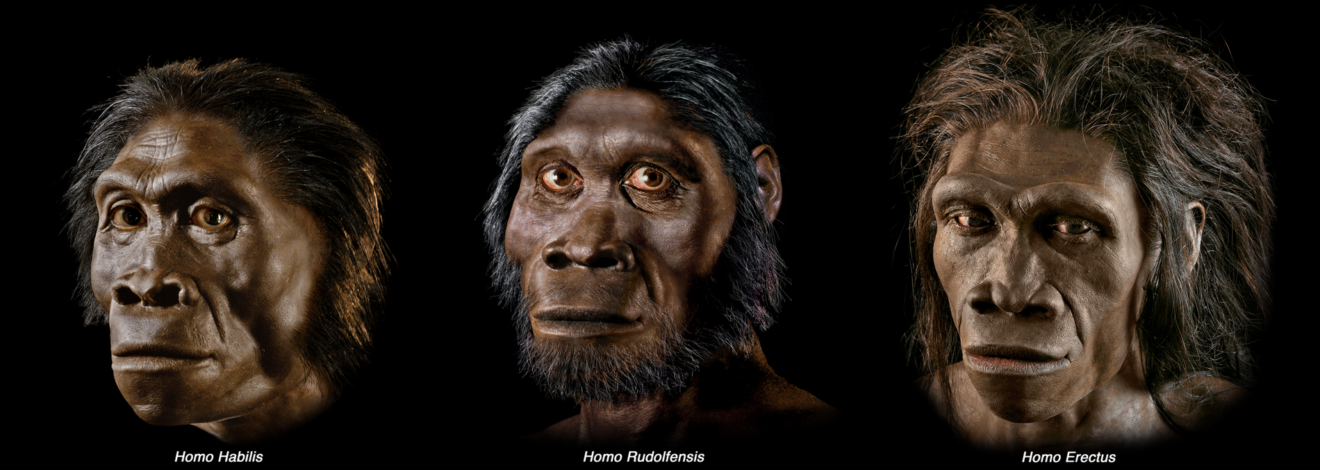 Evolución, nuevas teorías sobre el origen humano