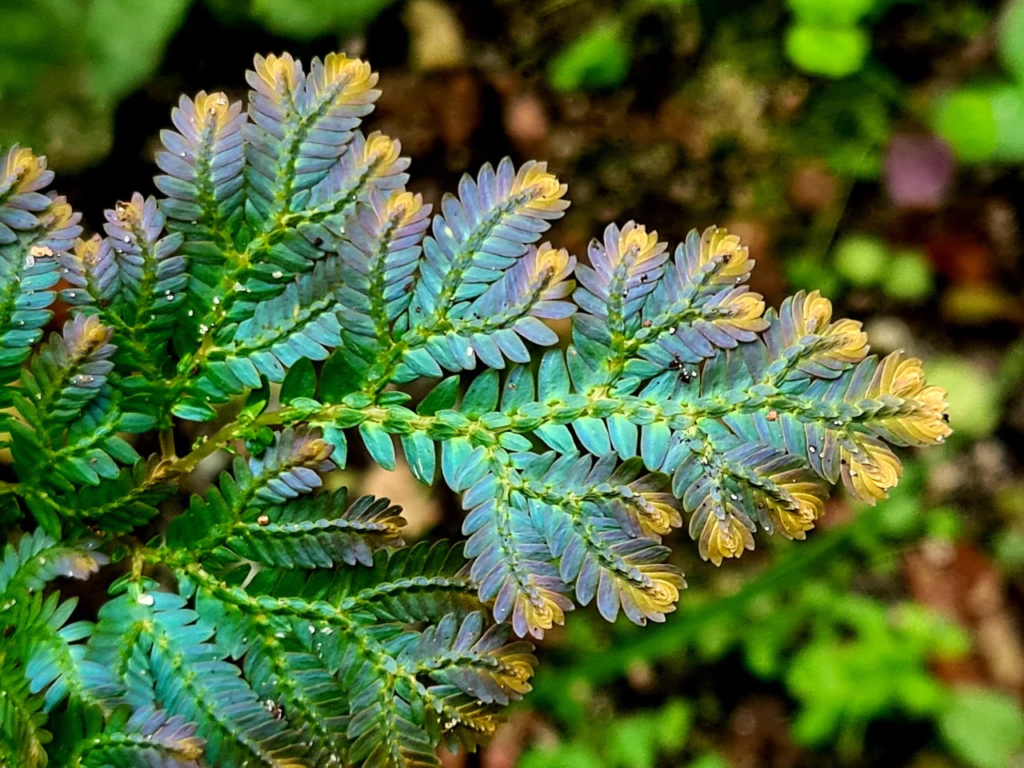 Plantas iridiscentes: Helecho pavo real (Selaginella willdenowii)