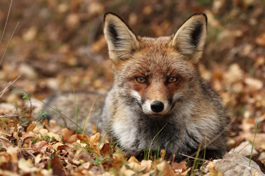 Vulpes vulpes