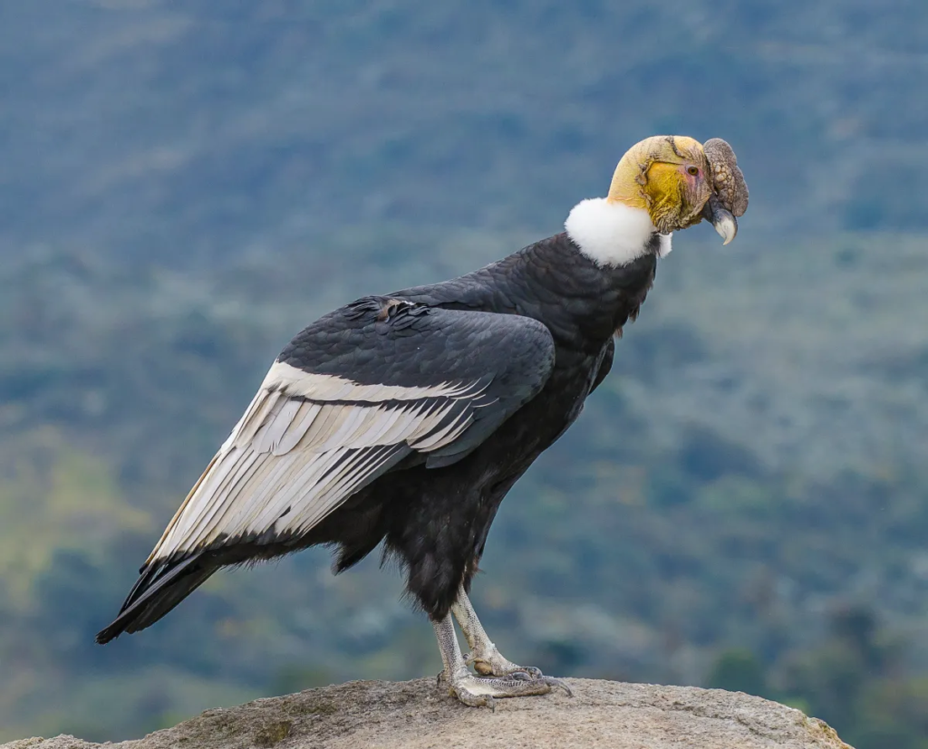 Las aves mas grandes: Vultur gryphus