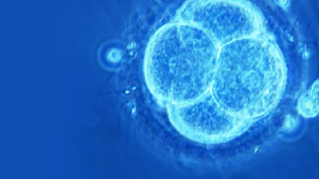 células embrionarias