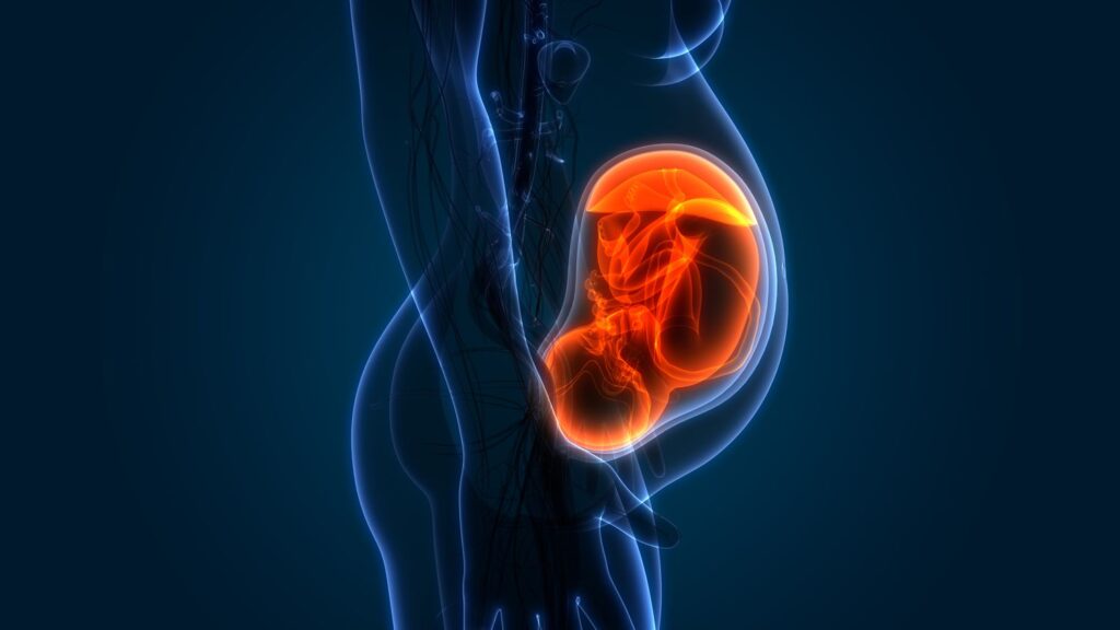 Durante el embarazo, una “infección” falsa protege las células del feto