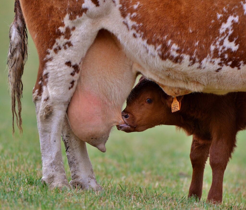 Calostro bovino: vaca amamantando