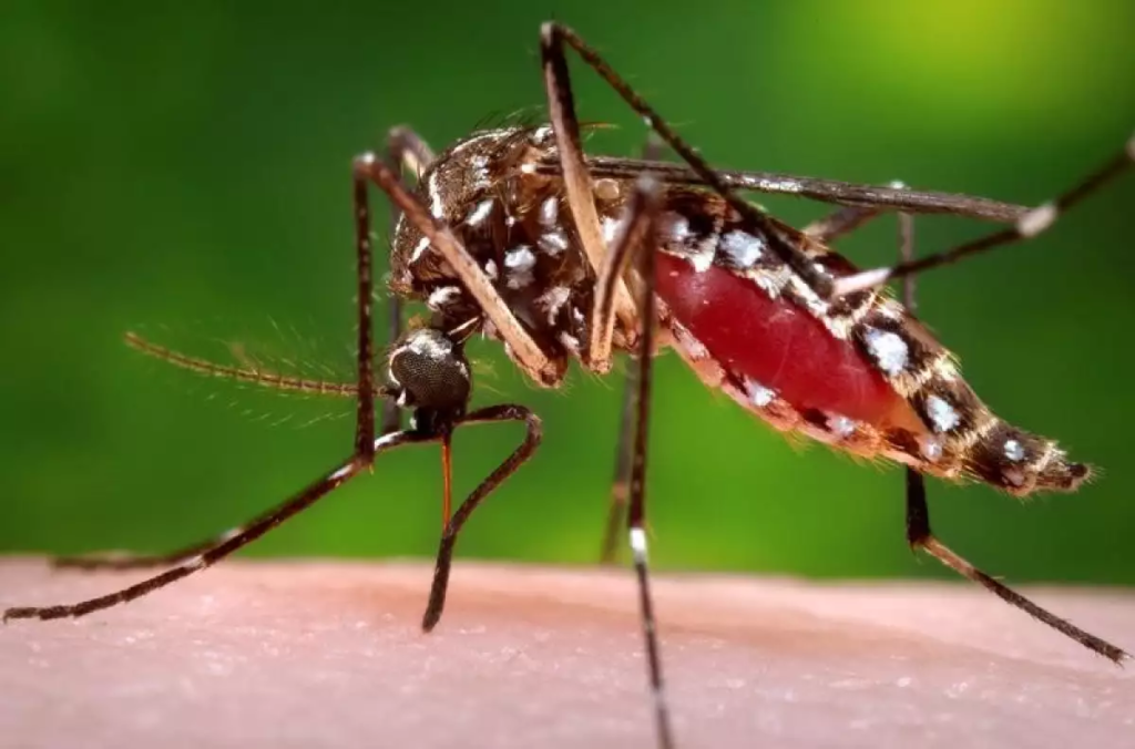 Fiebre del dengue