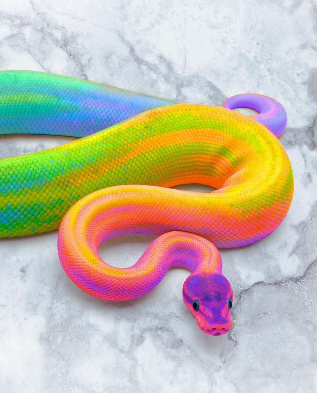 Serpientes coloridas